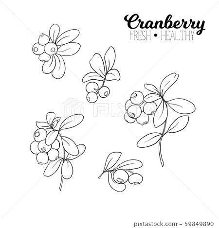 Cranberry. Element for design. Cranberry. Element for design. 59849890