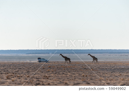 Giraffes in Etosha National Park Giraffes in Etosha National Park 59849902