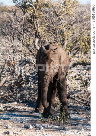 Closeup of a young african Elephant 59849966