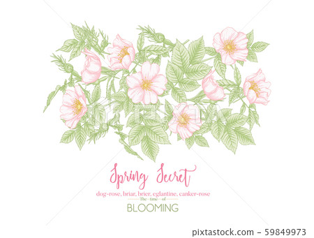 Dog-rose, briar, eglantine, canker-rose Dog-rose, briar, eglantine, canker-rose 59849973