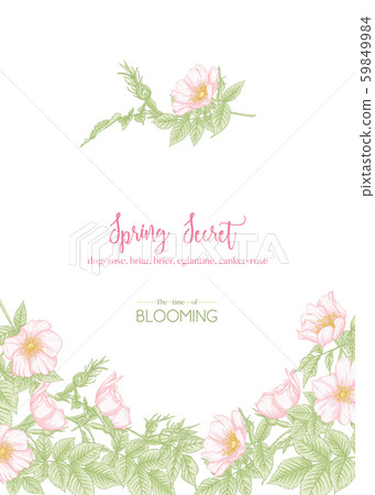Dog-rose, briar, eglantine, canker-rose Dog-rose, briar, eglantine, canker-rose 59849984