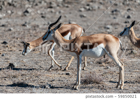 Impalas in Etosha National Park Impalas in Etosha National Park 59850021