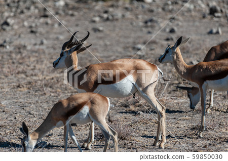 Impalas in Etosha National Park Impalas in Etosha National Park 59850030