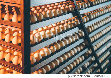 egg plant factory poultry farm stack hatchery egg plant factory poultry farm stack hatchery 59850032