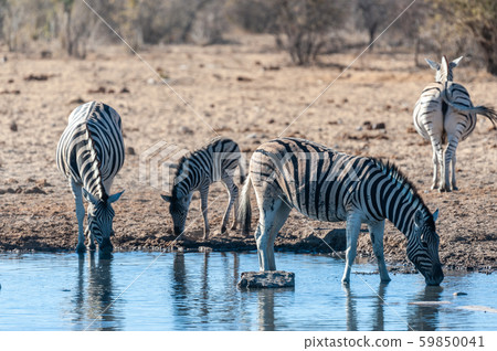 A group of Zebras in Etosha A group of Zebras in Etosha 59850041