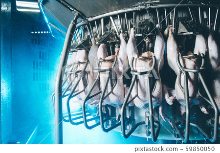 bird chicken factory line hang poultry industry 59850050