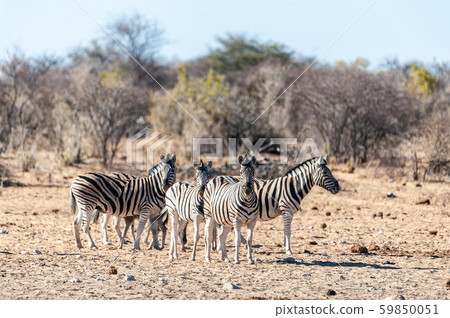 A group of Zebras in Etosha 59850051