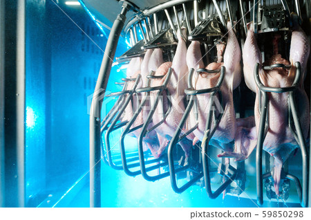 bird chicken factory line hang poultry industry 59850298