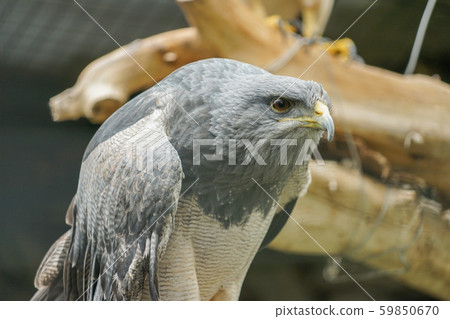 eagle, buteo, buzzard 59850670