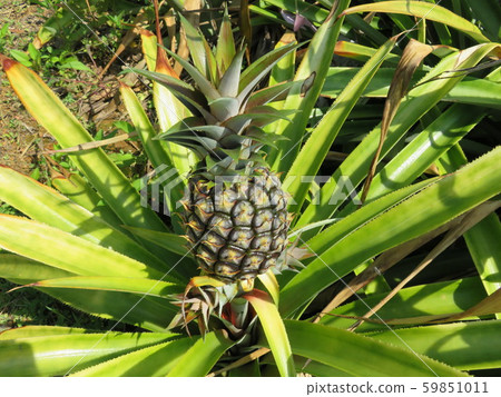 Pineapple during cultivation 59851011