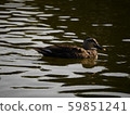 duck	 59851241