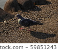 Pigeons 59851243