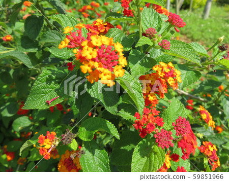 Flower (seven change) Flower (seven change) 59851966