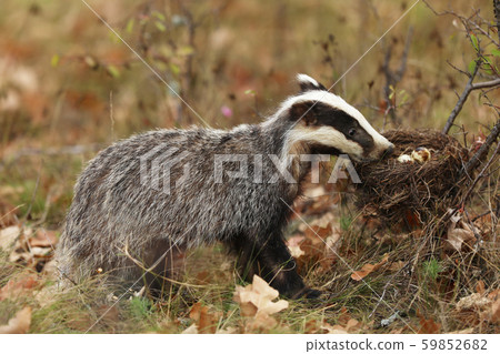 Badger eating eggs from nest, animal in nature 59852682