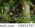 White-spotted butterfly, white-spotted type sucking on Sendangsa 59852787