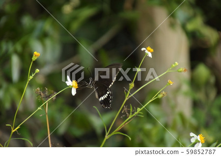 White-spotted butterfly, white-spotted type sucking on Sendangsa White-spotted butterfly, white-spotted type sucking on Sendangsa 59852787