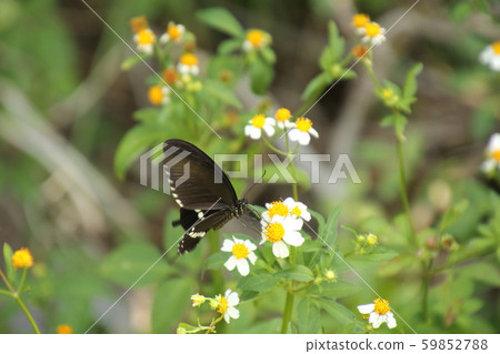 White-spotted butterfly, white-spotted type sucking on Sendangsa 59852788