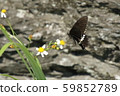 White-spotted butterfly, white-spotted type sucking on Sendangsa 59852789