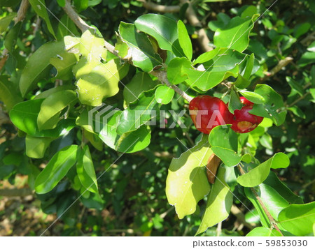 Acerola cultivation 59853030