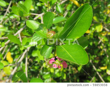 金虎尾栽培 59853038