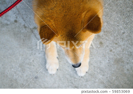 Shiba Inu's crown 59853069