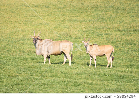 group of elands antelopes eating in a green group of elands antelopes eating in a green 59854294