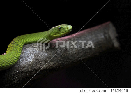 View of a dangerous green mamba snake on a trunk View of a dangerous green mamba snake on a trunk 59854426