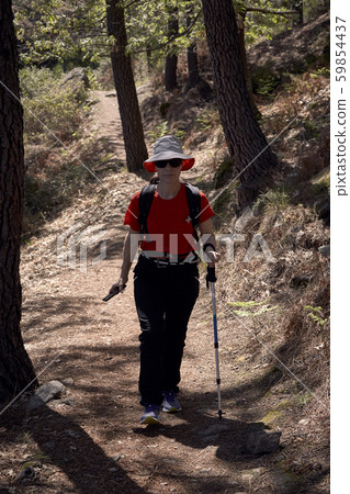 woman doing trekking on the paths of a pine forest woman doing trekking on the paths of a pine forest 59854437