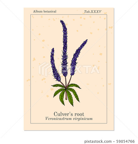 Culver s-root, or Culverphysic, black root Veronicastrum virginicum , medicinal plant 59854766