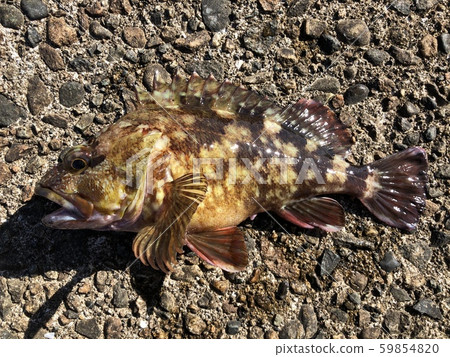 Scorpion Sebastiscus marmoratus 59854820