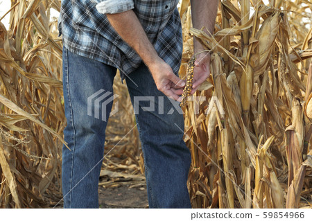Agricultural scene, farmer or agronomist inspect Agricultural scene, farmer or agronomist inspect 59854966