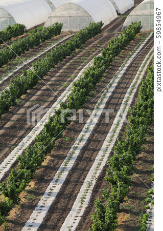 Hazelnut orchard in spring Hazelnut orchard in spring 59854967