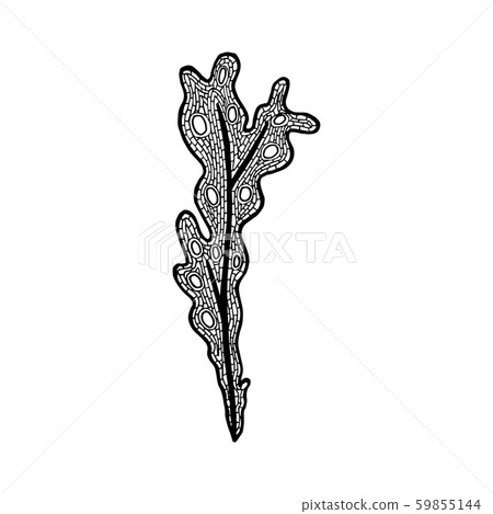 Vector illustration of hand drawn Fucus algae. 59855144