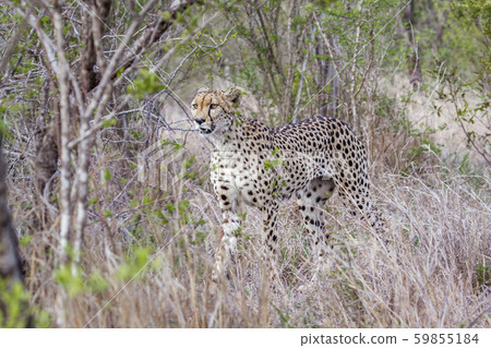 Cheetah in Kruger National park, South Africa 59855184