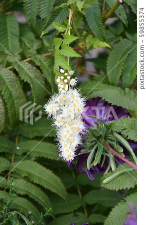 White flower of the Sorbaria 59855374