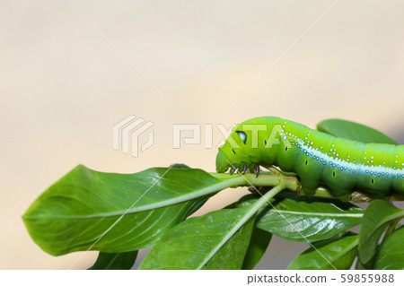 Close up green worm or Daphnis neri worm in nature Close up green worm or Daphnis neri worm in nature 59855988