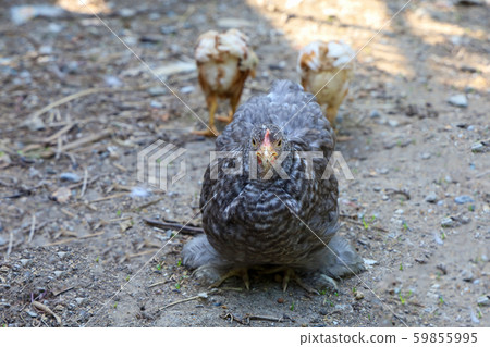 Gray coior japan bantam hen in farm garden at Gray coior japan bantam hen in farm garden at 59855995