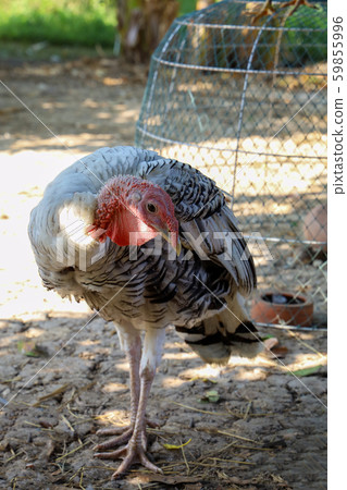 White Turkey in banana garden at thailand White Turkey in banana garden at thailand 59855996
