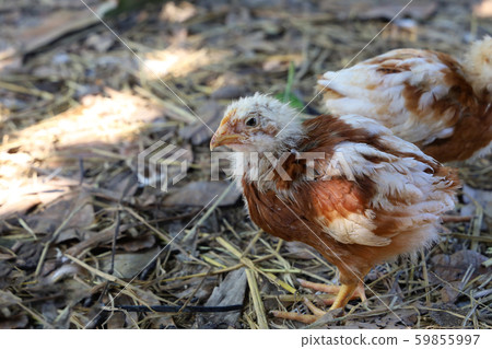 Baby Rhode Island Red in garden at thailand 59855997