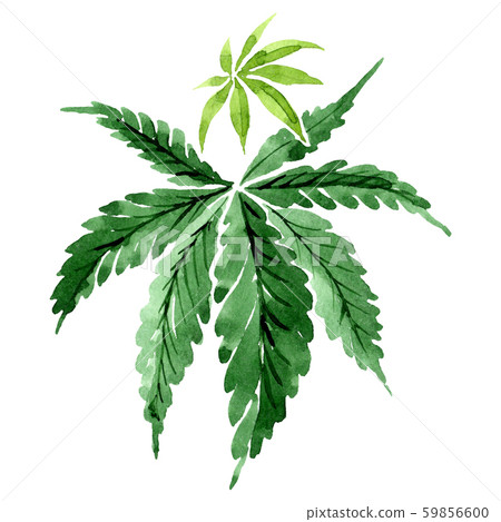 Cannabis green leaves. Watercolor background illustration set. Isolated cannabis illustration 59856600