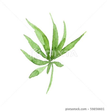 Cannabis green leaves. Watercolor background illustration set. Isolated cannabis illustration 59856601