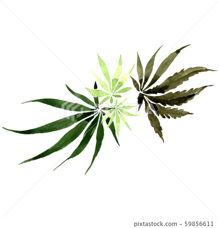 Cannabis green leaves. Watercolor background illustration set. Isolated cannabis illustration Cannabis green leaves. Watercolor background illustration set. Isolated cannabis illustration 59856611