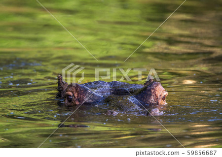 Hippopotamus in Kruger National park, South Africa Hippopotamus in Kruger National park, South Africa 59856687
