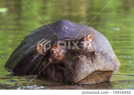 Hippopotamus in Kruger National park, South Africa Hippopotamus in Kruger National park, South Africa 59856688