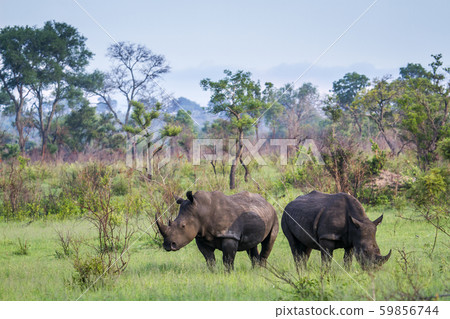 Southern white rhinoceros in Kruger National park, 59856744