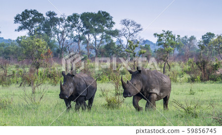 Southern white rhinoceros in Kruger National park, 59856745