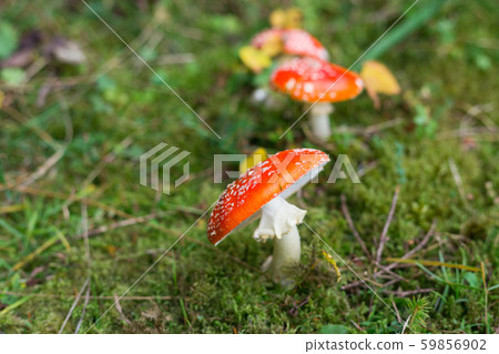 Toxic and hallucinogen mushroom Fly Agaric in grass on autumn forest background. Amanita muscaria. Toxic and hallucinogen mushroom Fly Agaric in grass on autumn forest background. Amanita muscaria. 59856902