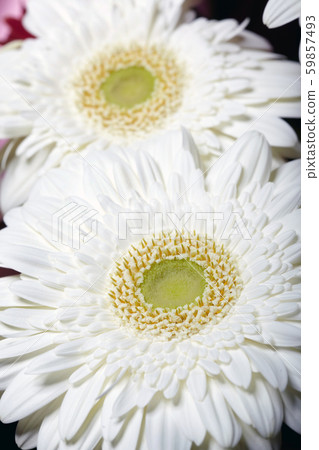 Chrysanthemum Chrysanthemum 59857493