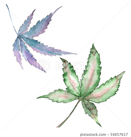 Cannabis green leaves. Watercolor background illustration set. Isolated cannabis illustration 59857617