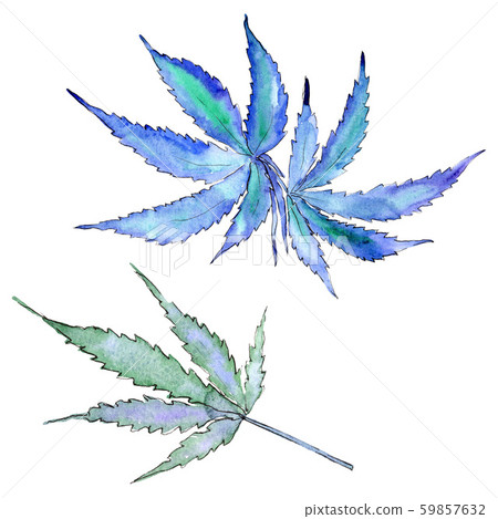 Cannabis green leaves. Watercolor background illustration set. Isolated cannabis illustration Cannabis green leaves. Watercolor background illustration set. Isolated cannabis illustration 59857632